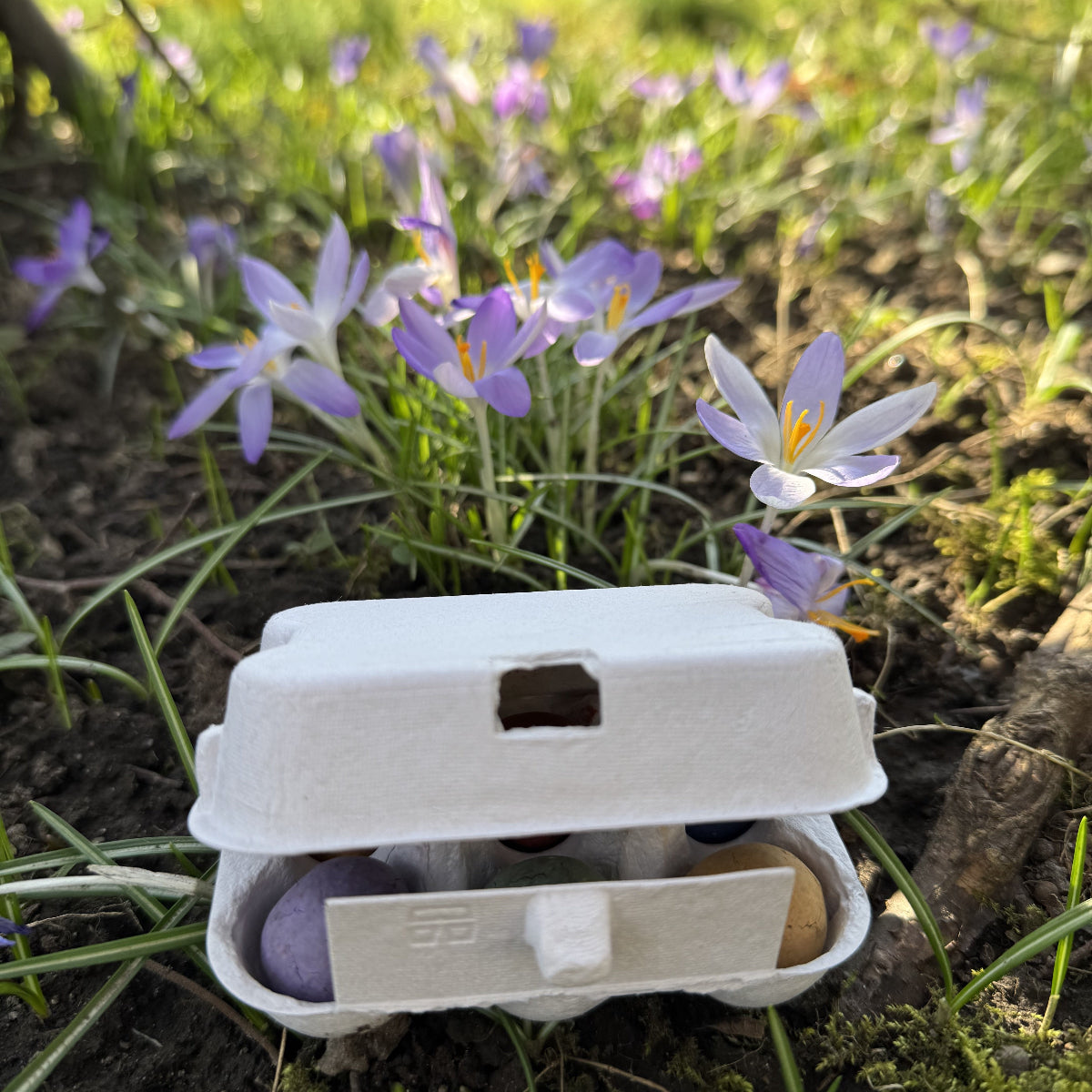 Dino-Eier Saatkugeln